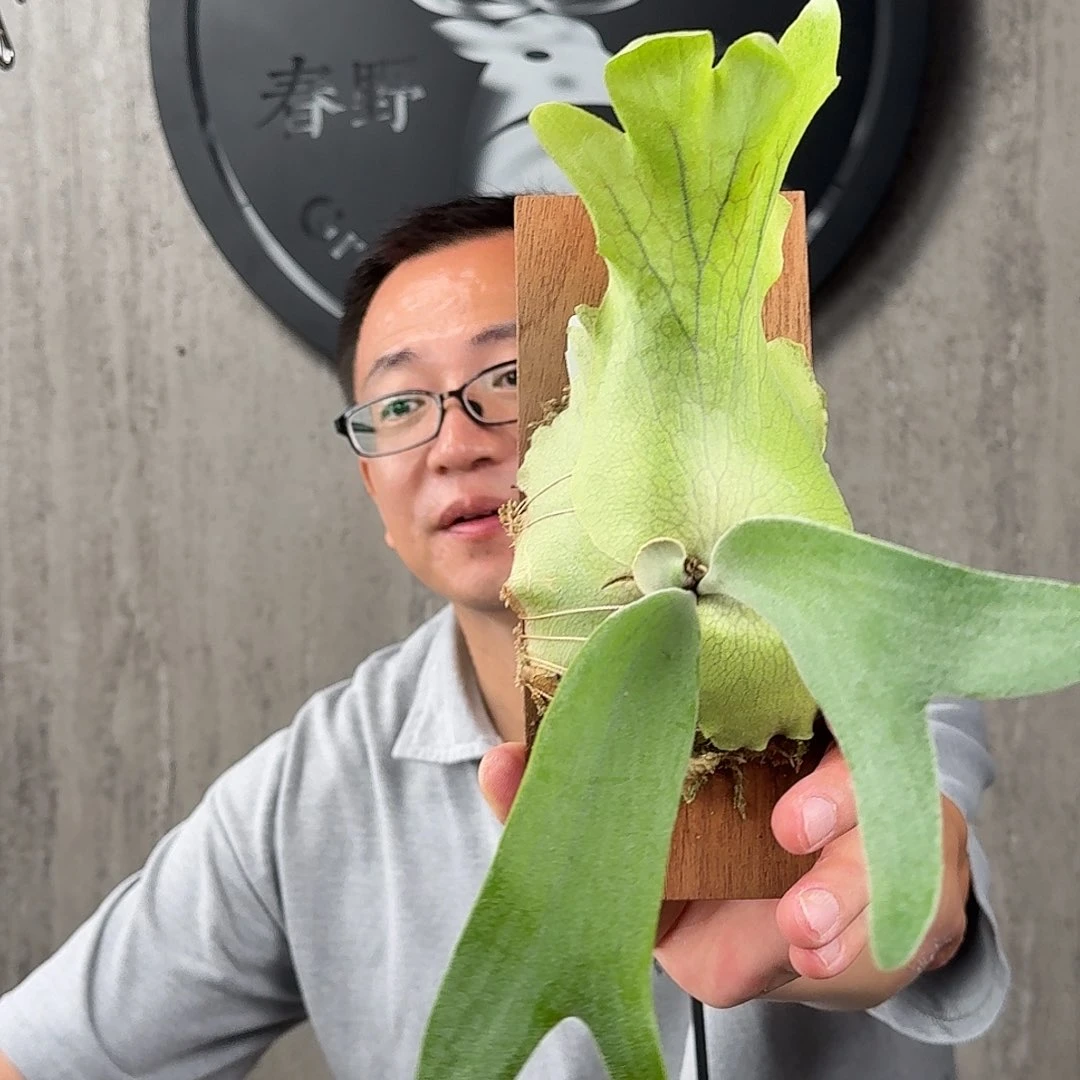 无花朵绿植绿植绿植