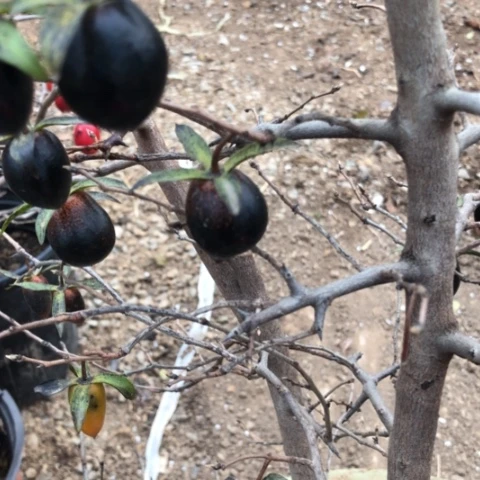 无花朵黑琉璃根苗老鸦