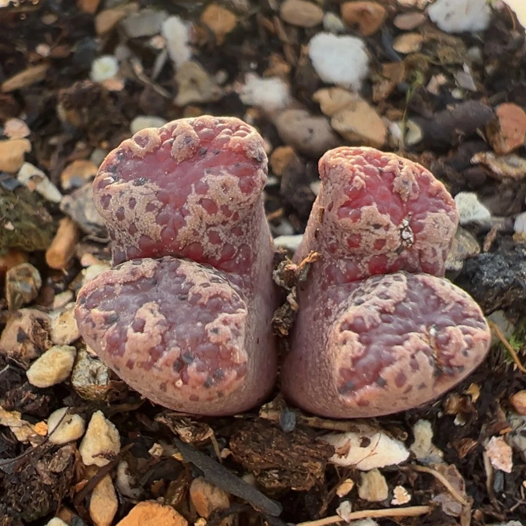 150多肉植物百科知识