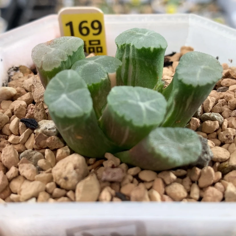 【闪购商品】169万象锦