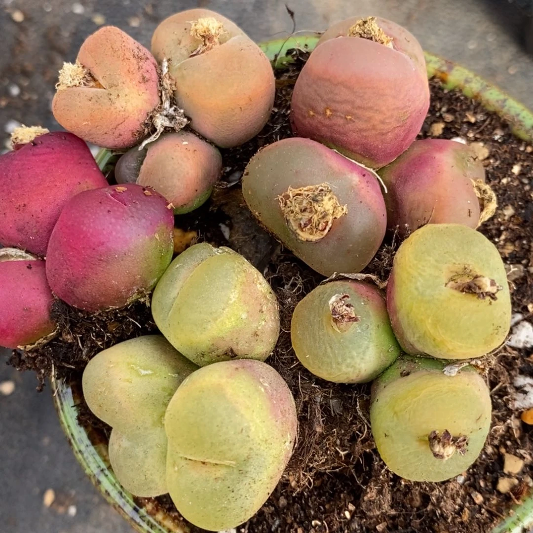 1244有伤一组三头组合