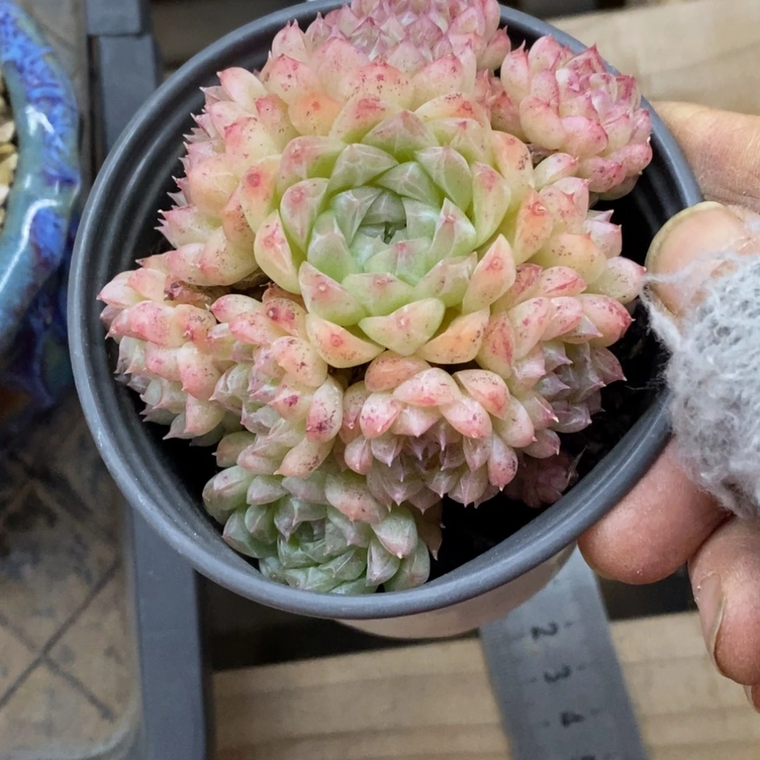 精品多肉一物一拍不包整338