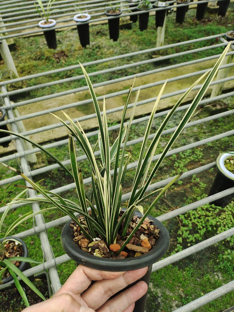 【艺兰草堂】秋芝艺草室内花卉盆栽好养易货