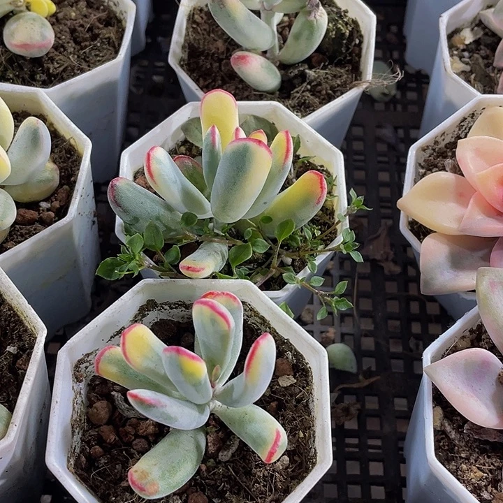 棒叶锦到盆土发货