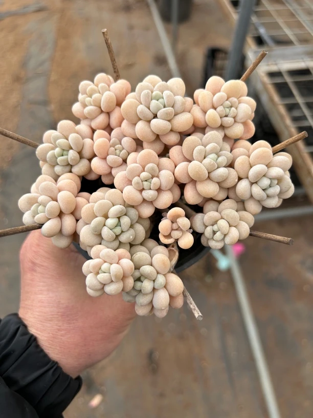 精致多肉植物鱼子酱老桩绿公主群生