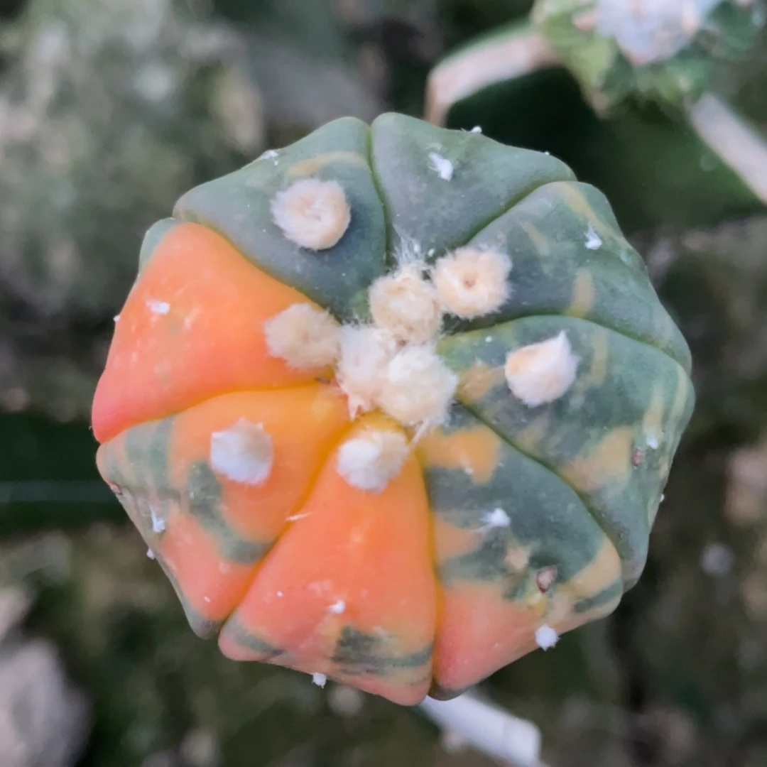 无花朵海星兜锦991