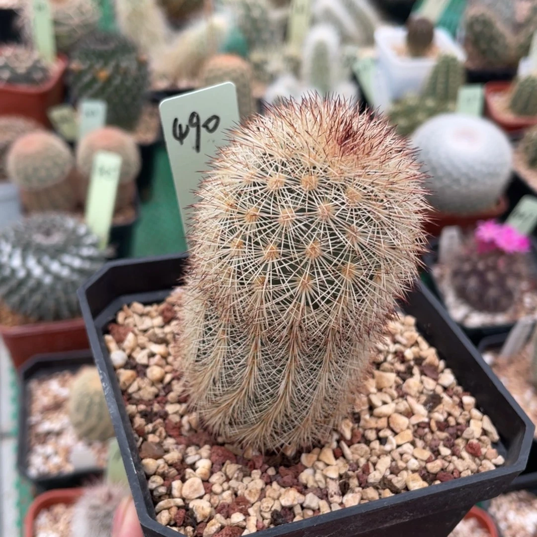 鹿角柱实生仙人球御旗杂交