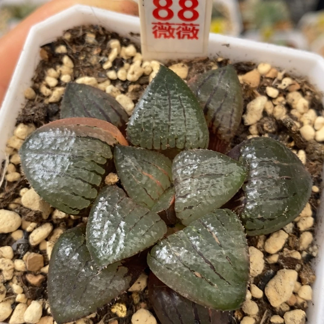 88亲指姬十二卷多肉