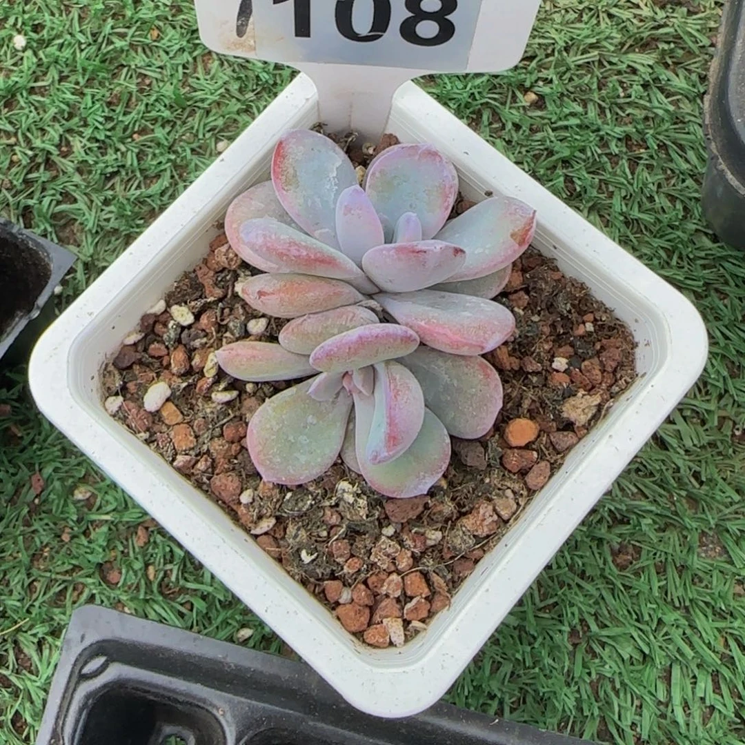 薇****108 号一物一拍特价福利