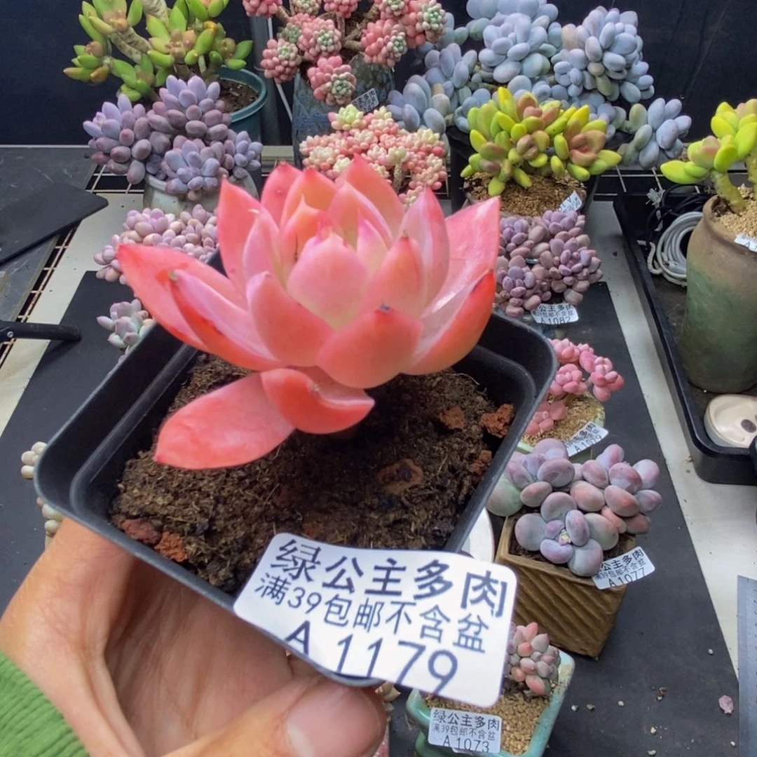 179丝绸面纱多肉5c m