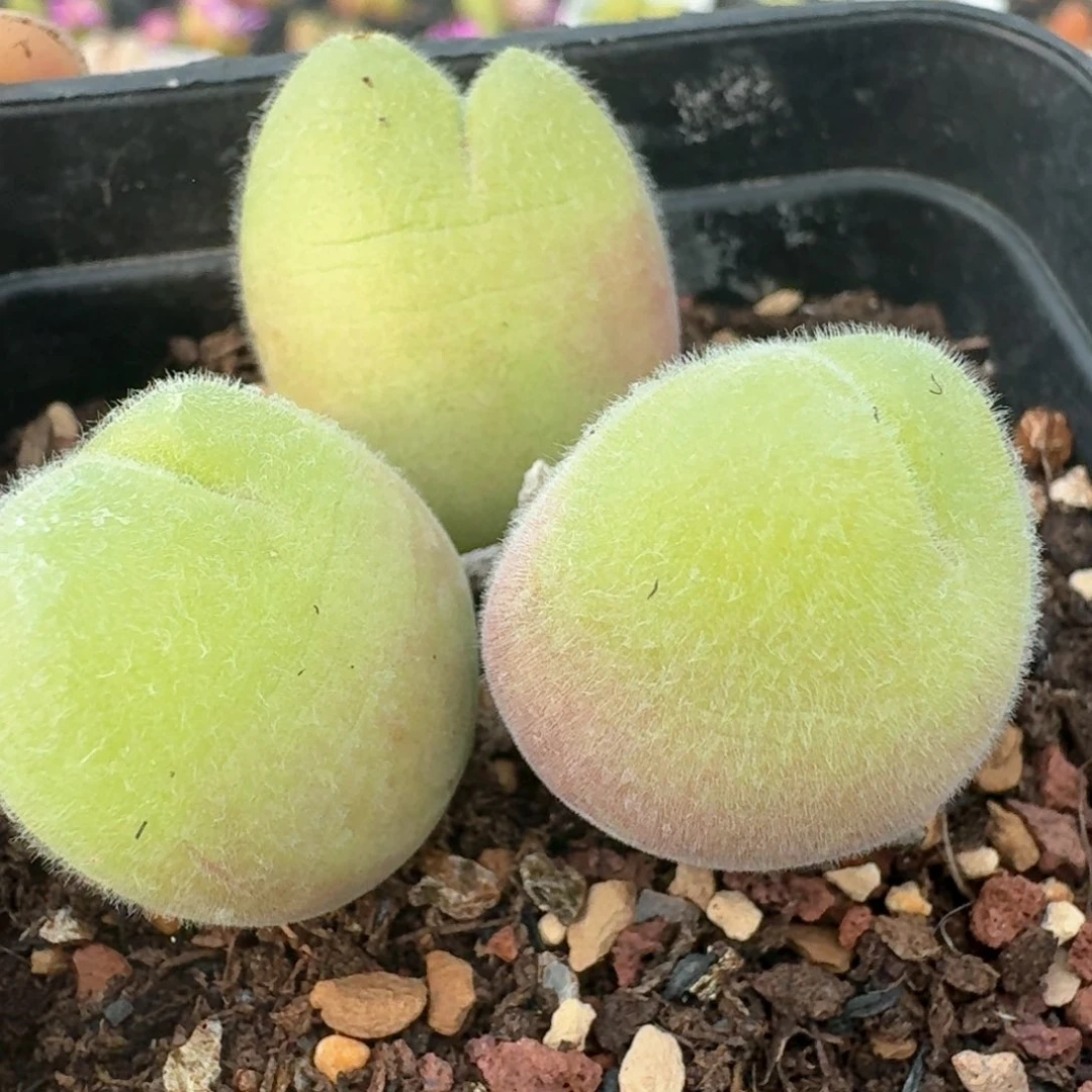 156带盆土发货长毛翠滴