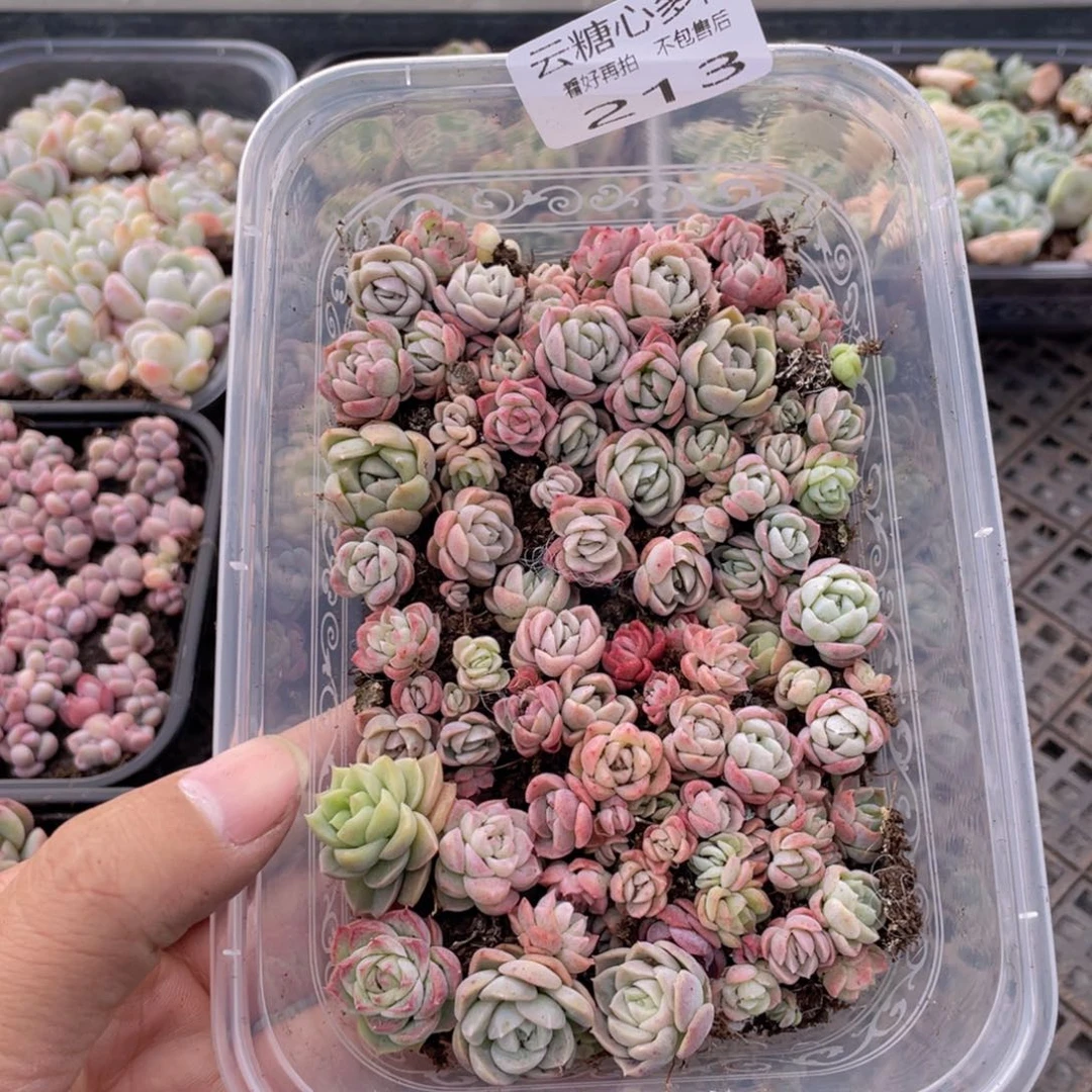 云糖心多肉植物213