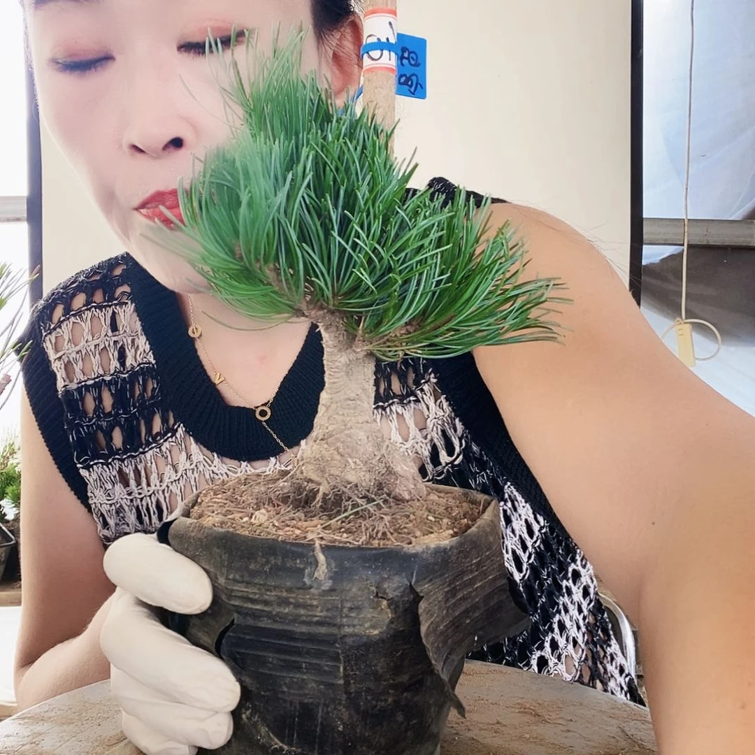 无花朵植物形态多年生草本