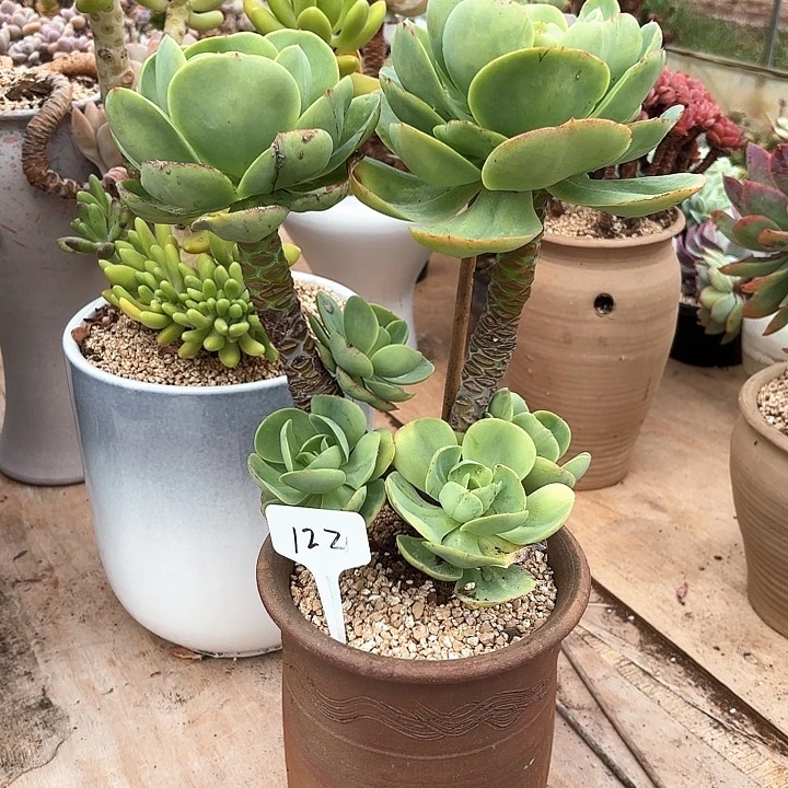 多肉植物，鸡蛋碧桃122号