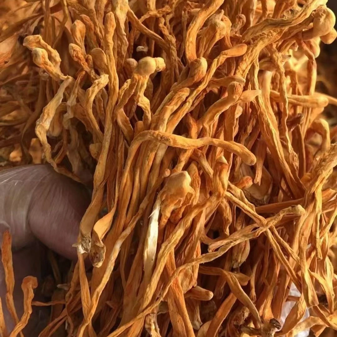 虫草花七彩菌汤包云南特产羊肚菌鹿茸菇杏鲍菇煲汤