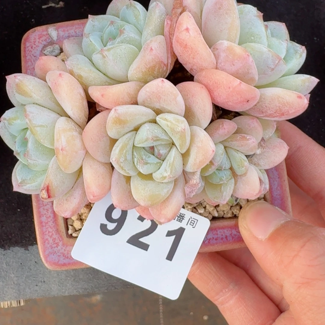 群生冰玉      愿你一路坦途，乘风破浪展宏图