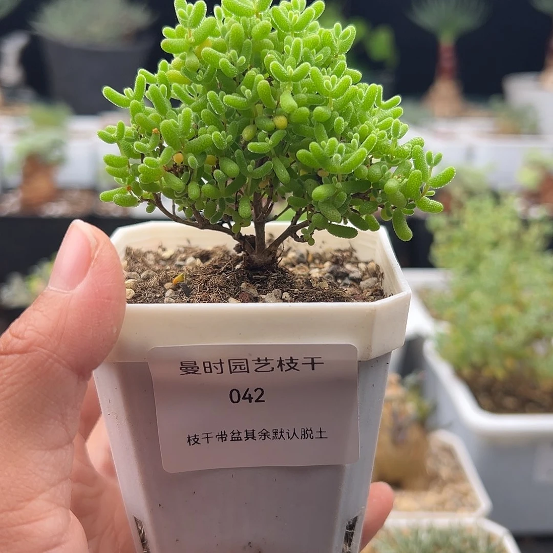 42号密橘糖球11.15多肉