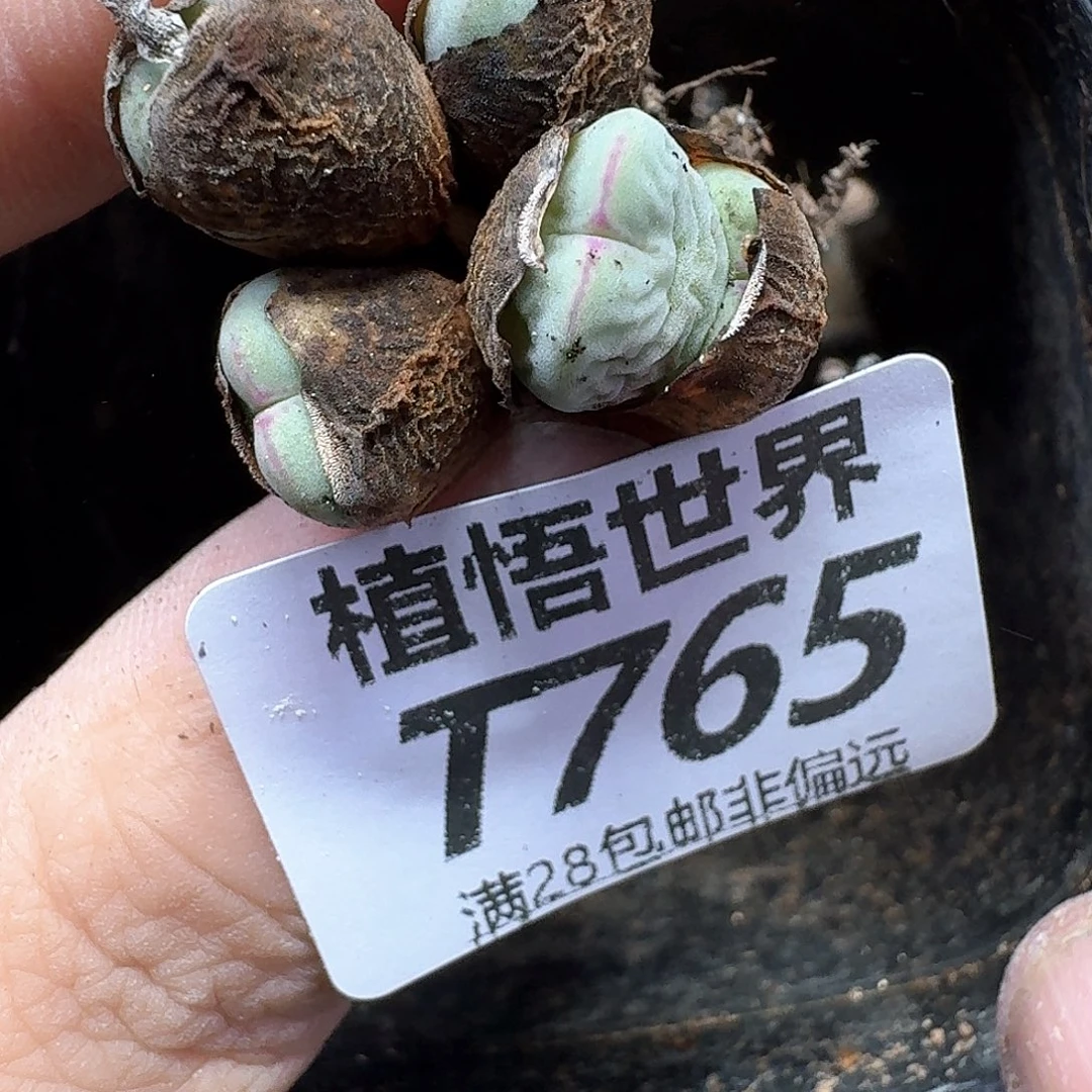 的润泽的人的润泽fvb