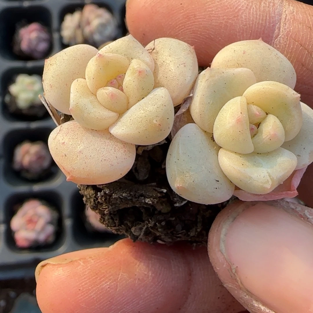 多肉小卡拉米糖心一物一拍