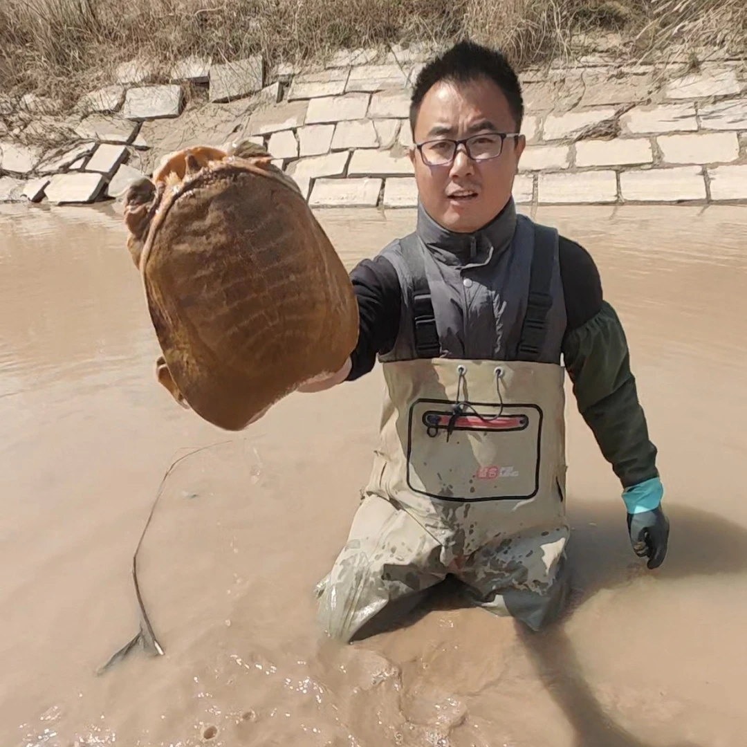 北方生态老甲鱼4斤以上顺丰包邮