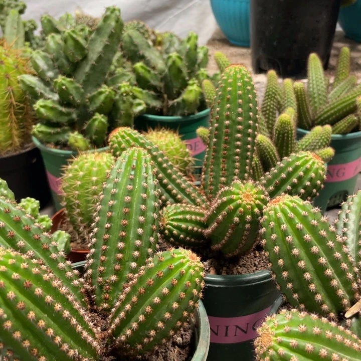 进口金妞金1群生保四五头