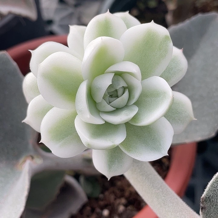 高瓷白麦秆锦。带侧芽