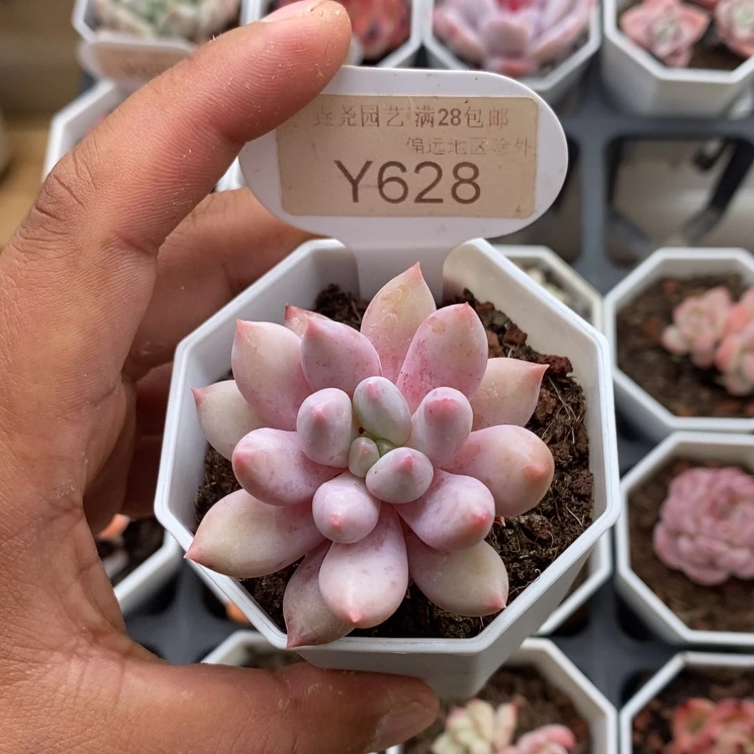 0628所罗门4.5厘米