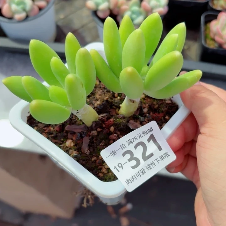 芒果奶多肉无盆土发货多肉多