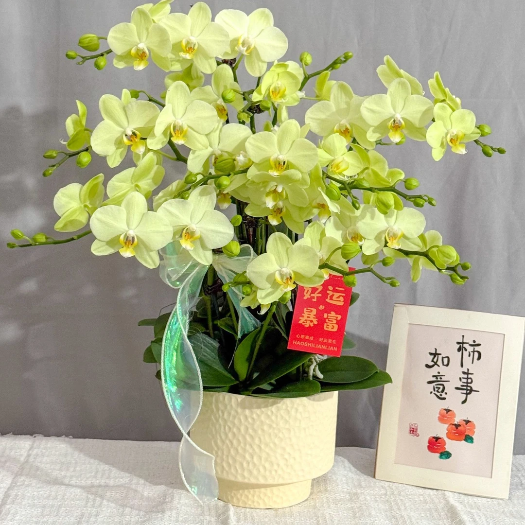 悦己蝴蝶兰《卡莉》鲜花 绿植 北欧风 好养花期长 年宵花 室内欣赏