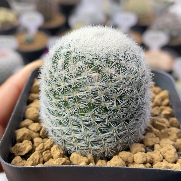 魔美丸        实生根