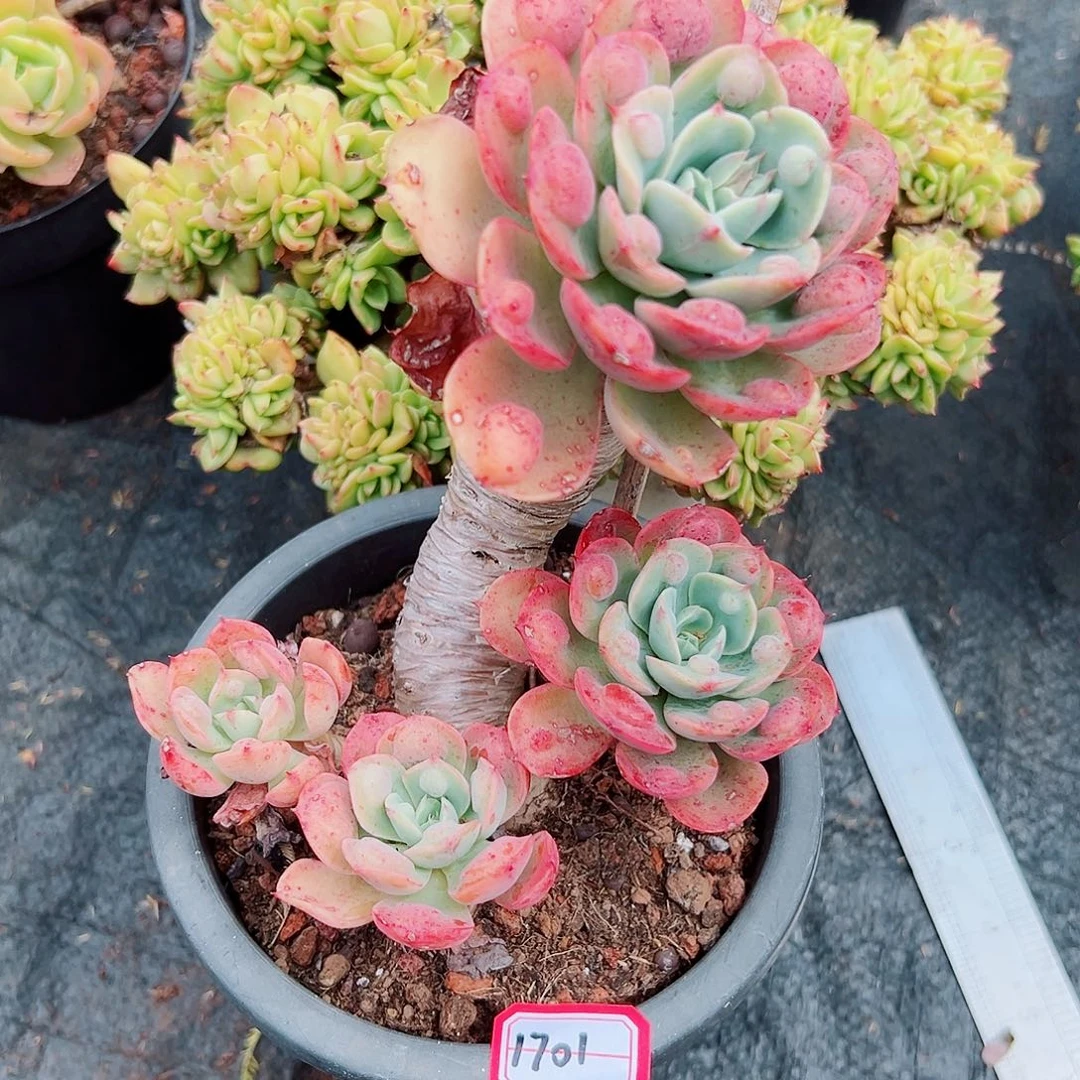 文*?1701雨滴老桩