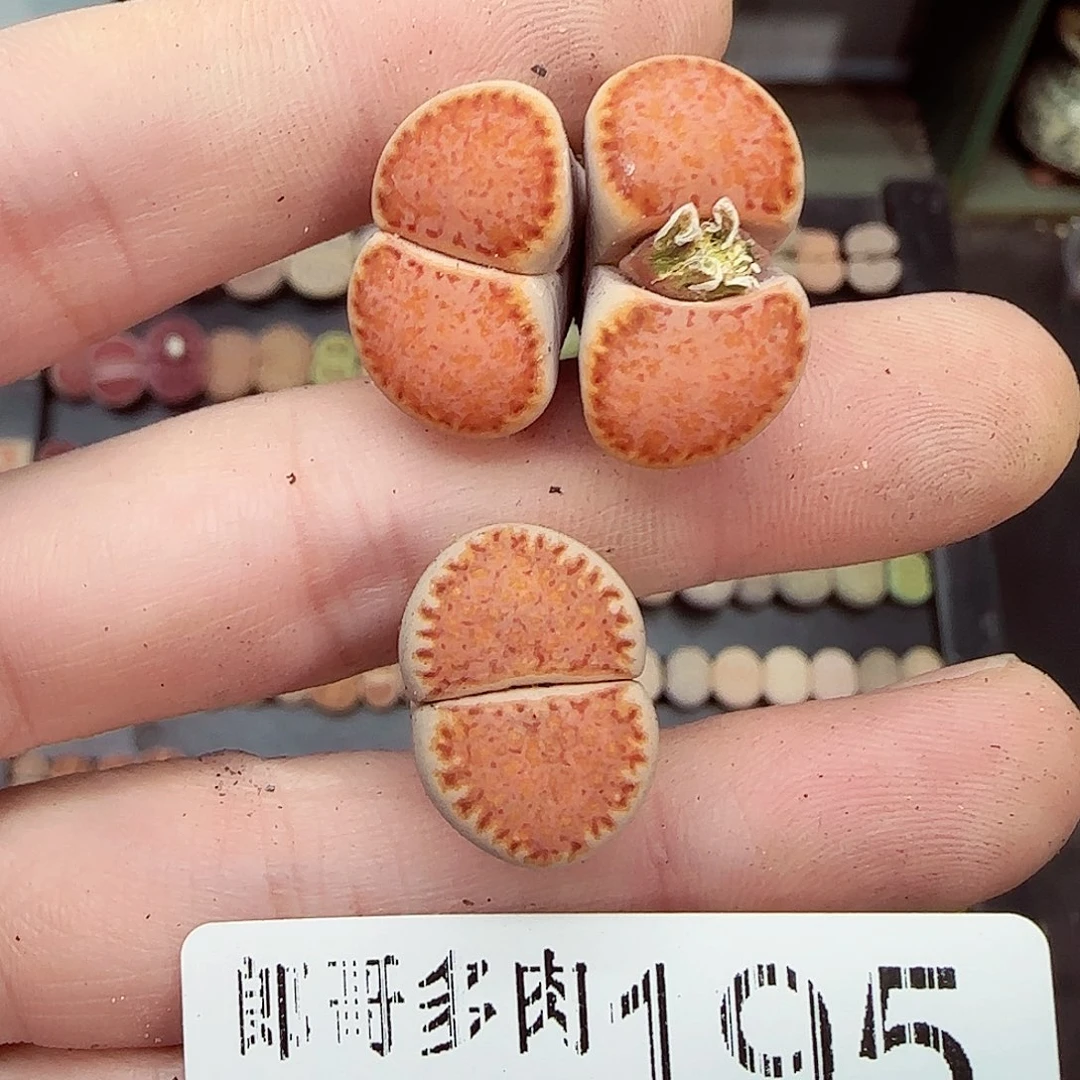 是****满满18包邮1201-195