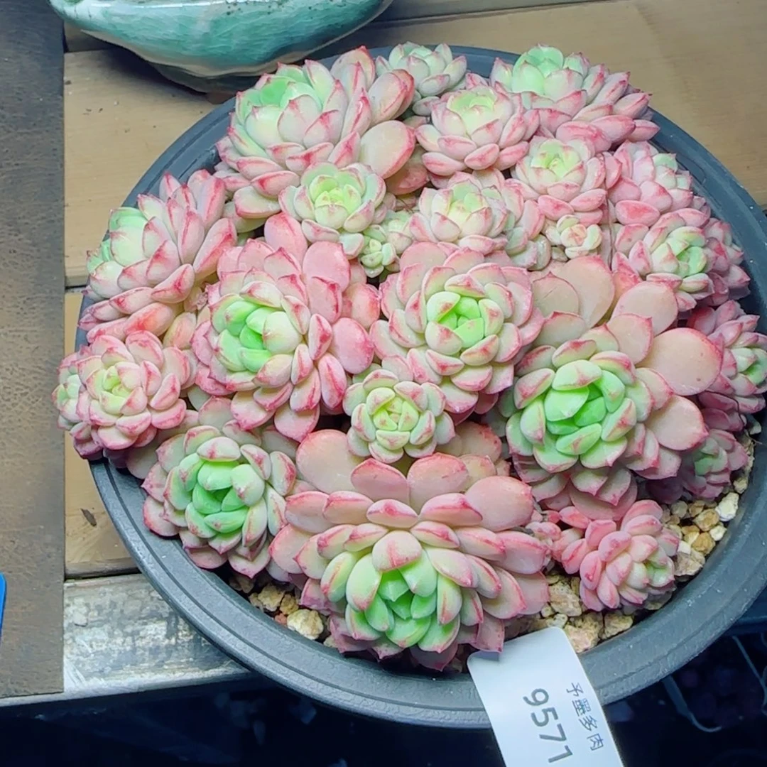 熊猫脸，9571多肉植物