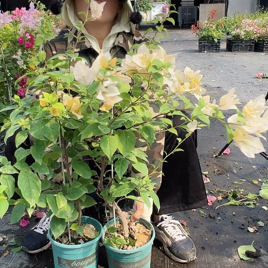 当前无花栽培后可以开花苏瓦娜一棵