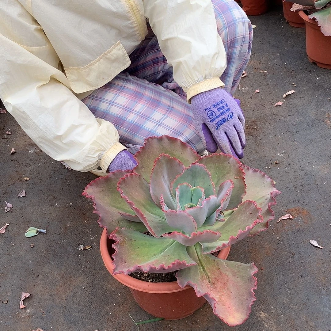 蓝色妖姬22.8多肉植物量拍
