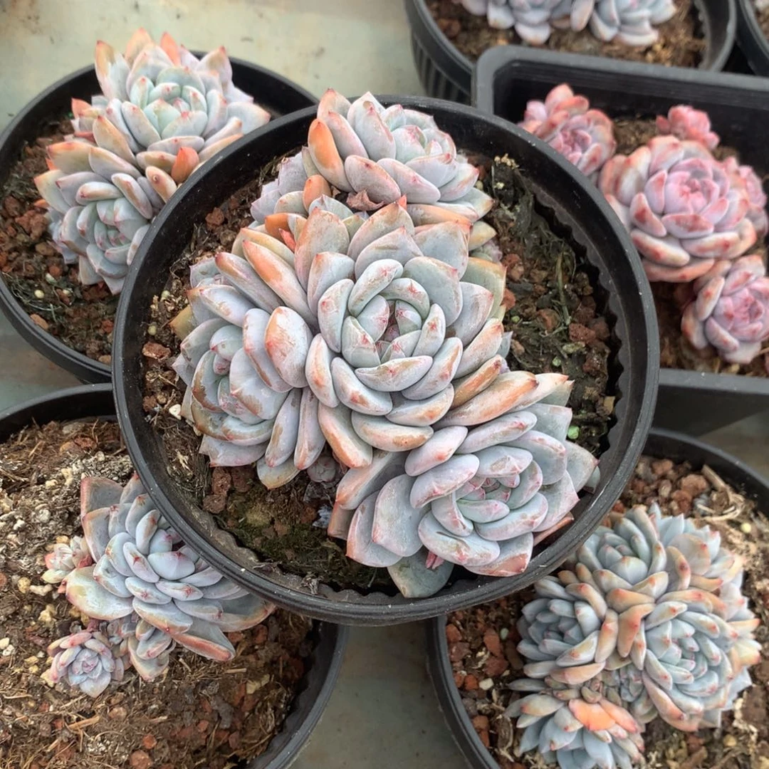 石榴籽七头无砍花花