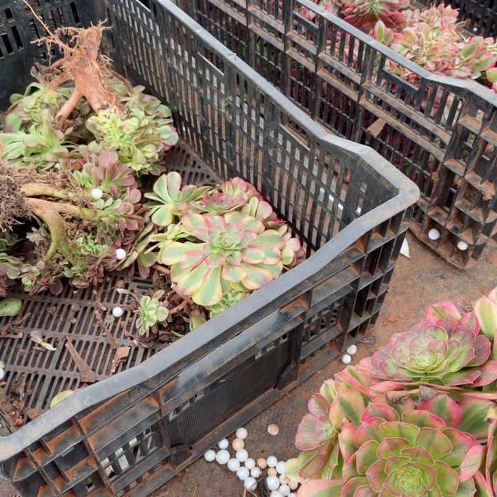 雨荷缀化啊啊啊啊