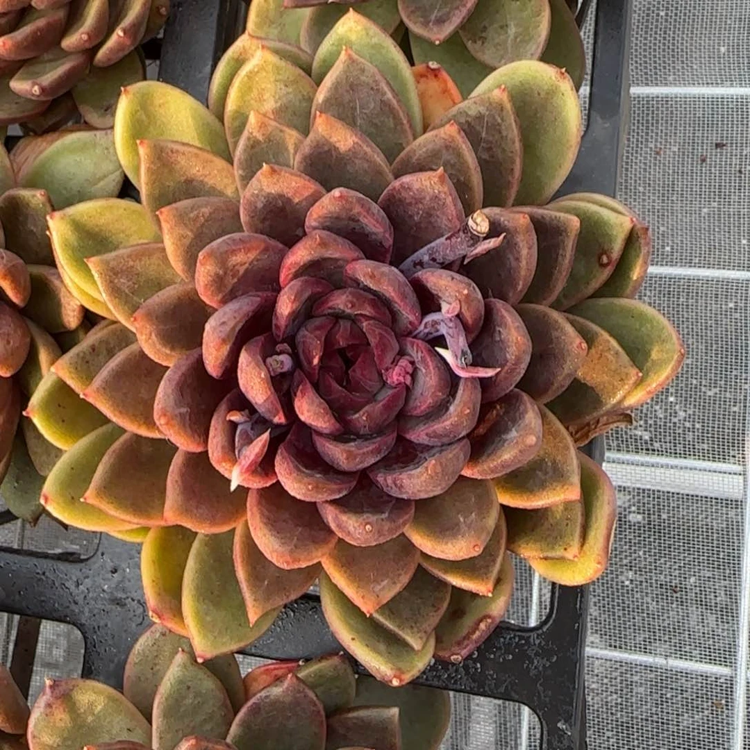 从前慢花园精选多肉宝格丽玫瑰