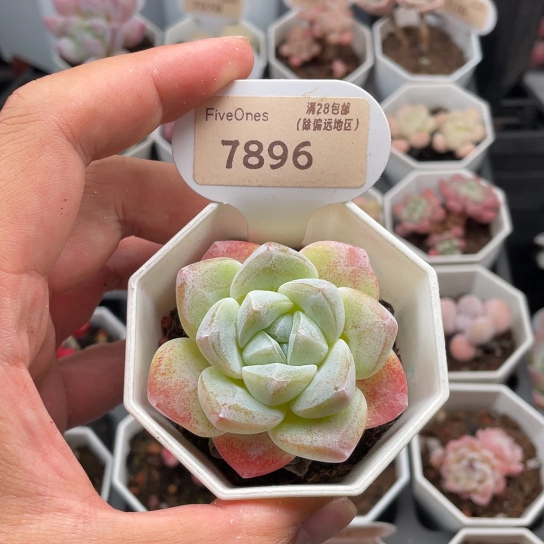 冰玉7896-5.5厘米