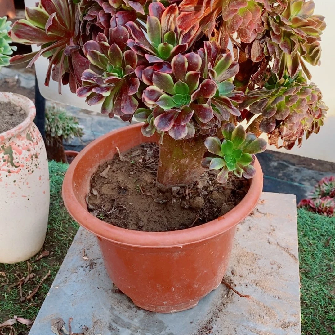 完全开放6226号欧嘉莉缀化1颗