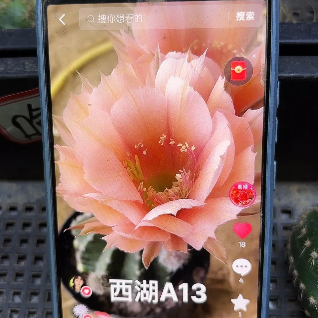 A13无根侧牙四公分21