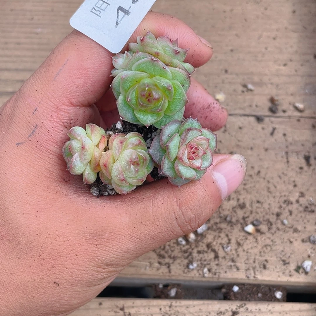 多肉植物多肉植物483