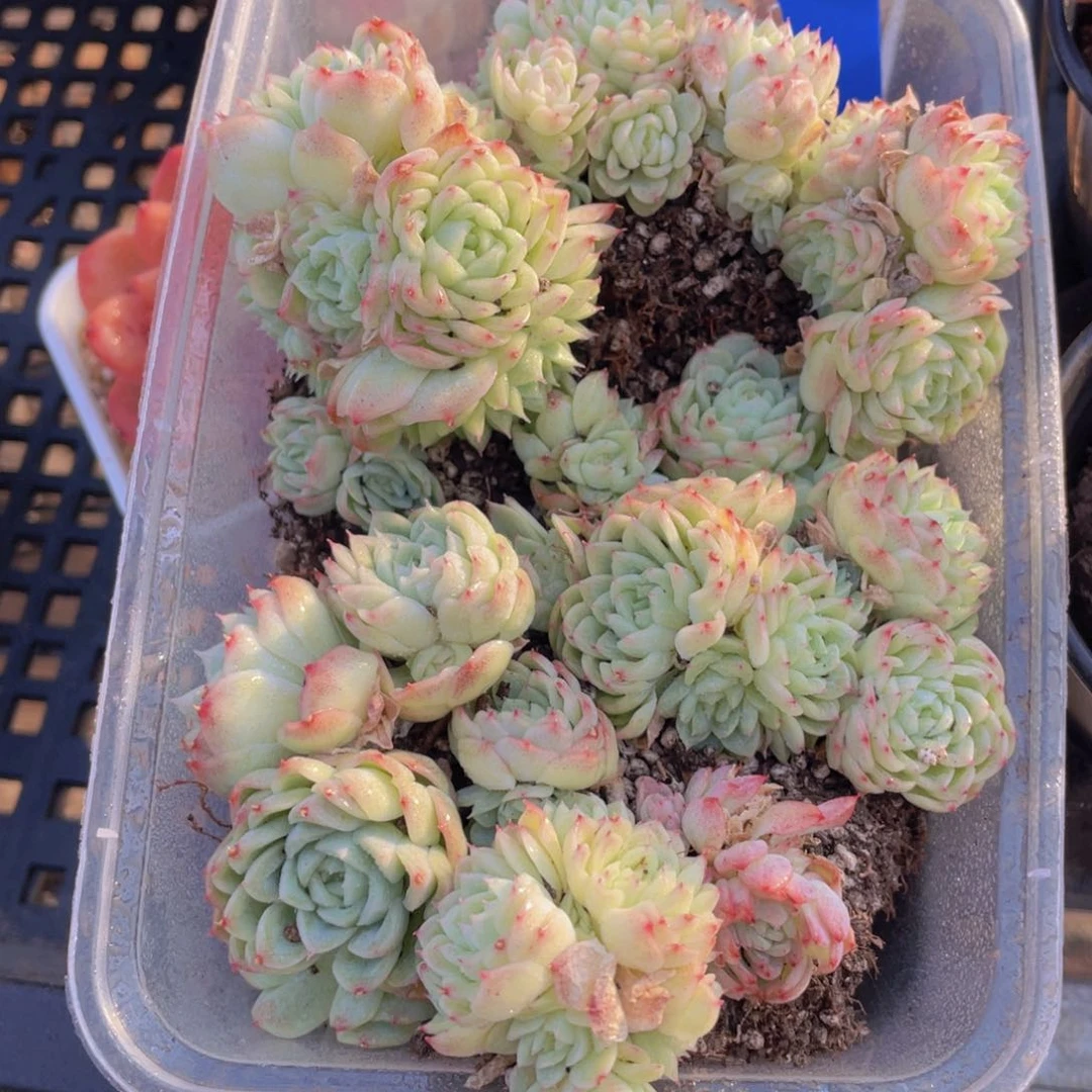 243号蝴蝶麦秆一个