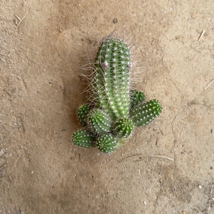 白檀仙人球侧芽一个299