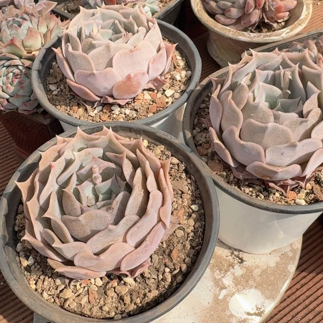 可*沙漠骆驼3颗多肉