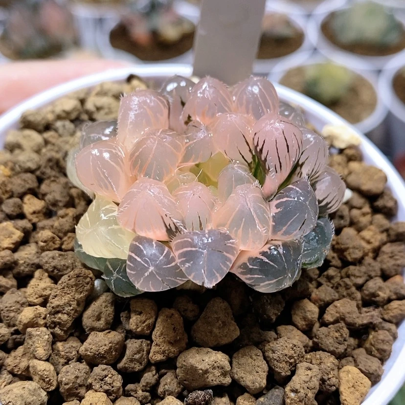 【闪购商品】7蓝镜玉露锦