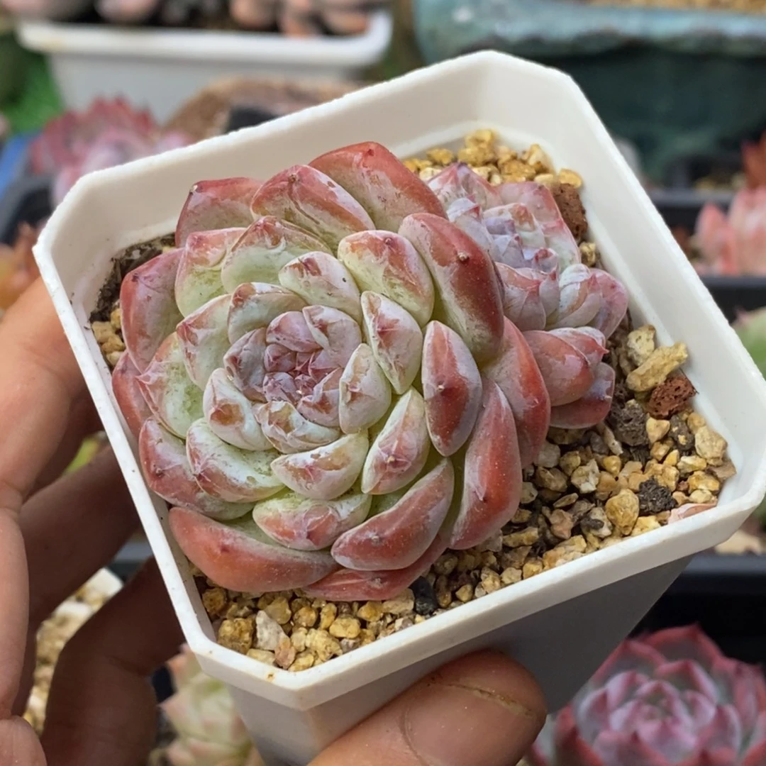 冰魄杂交双头6厘米