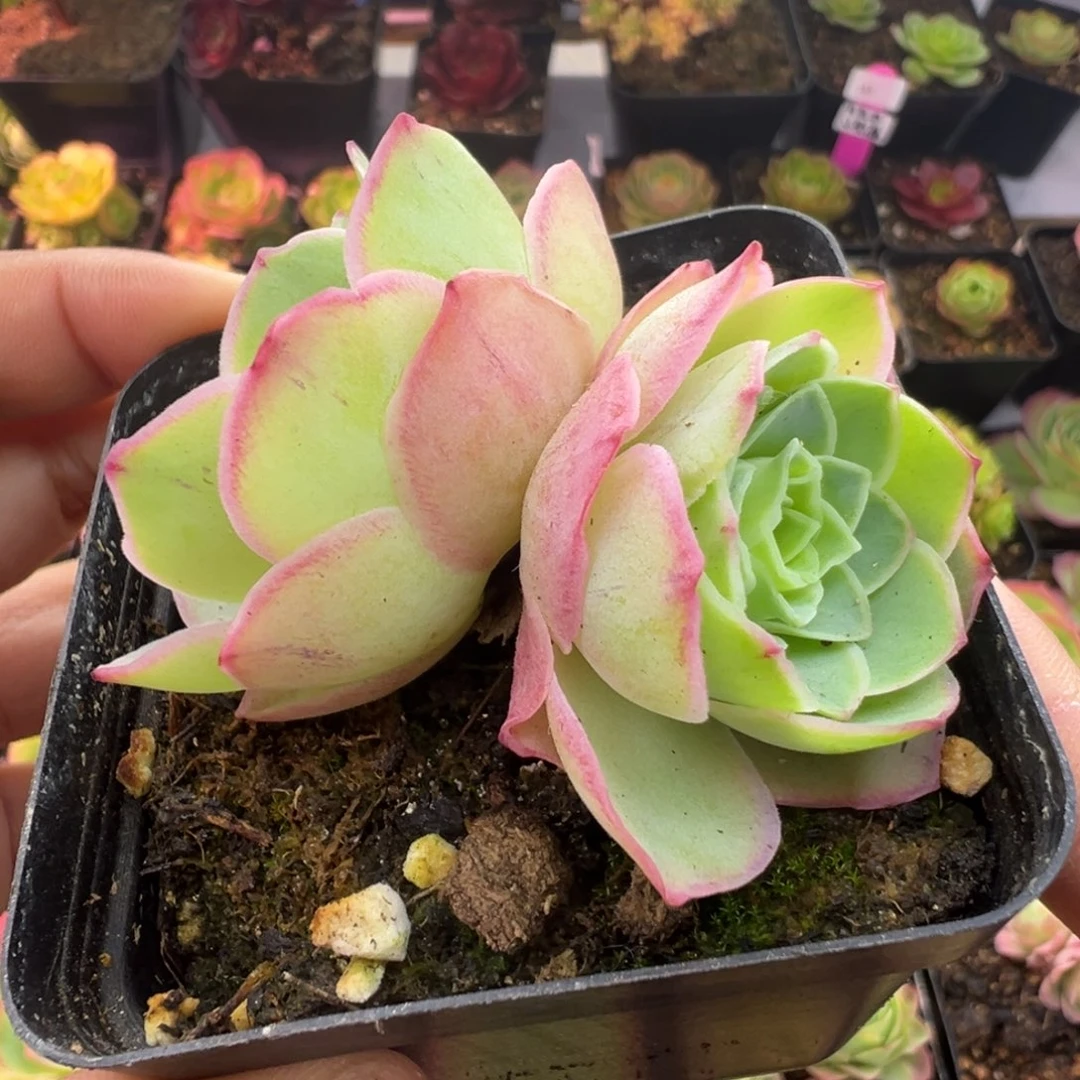 L52半城玫瑰魅影