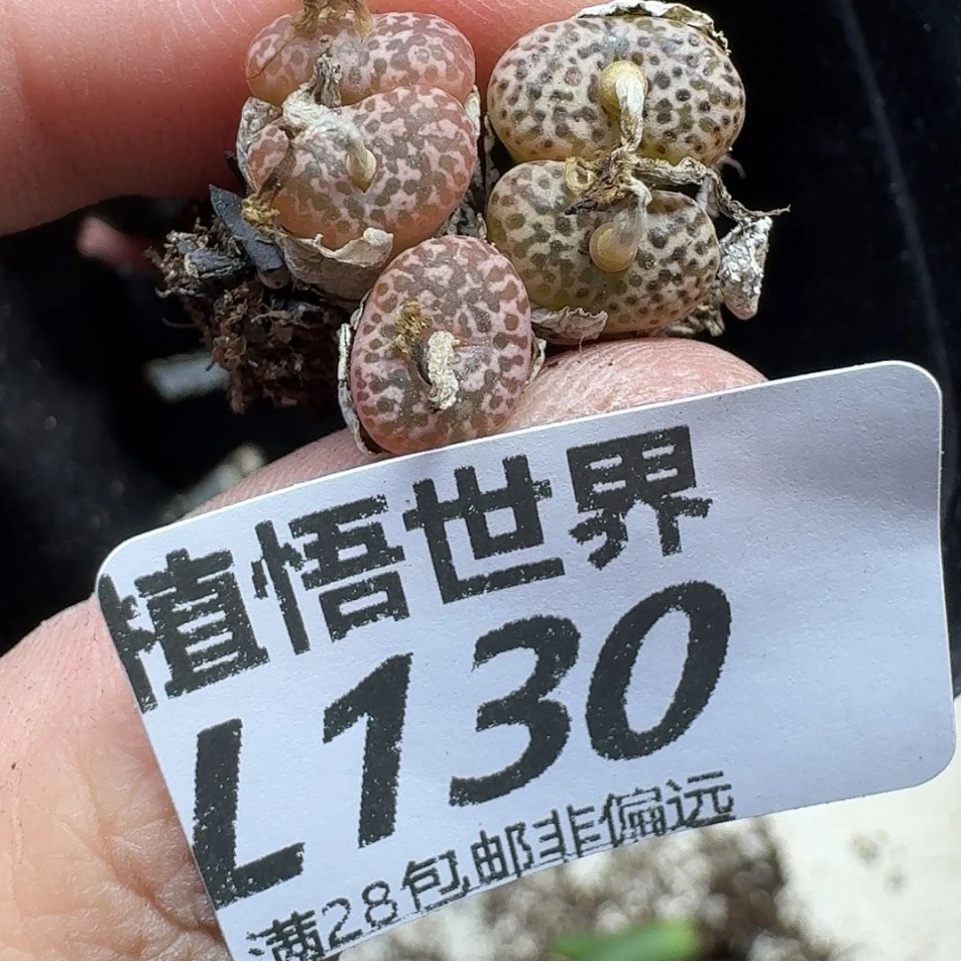 多肉植物的人啊fhjn