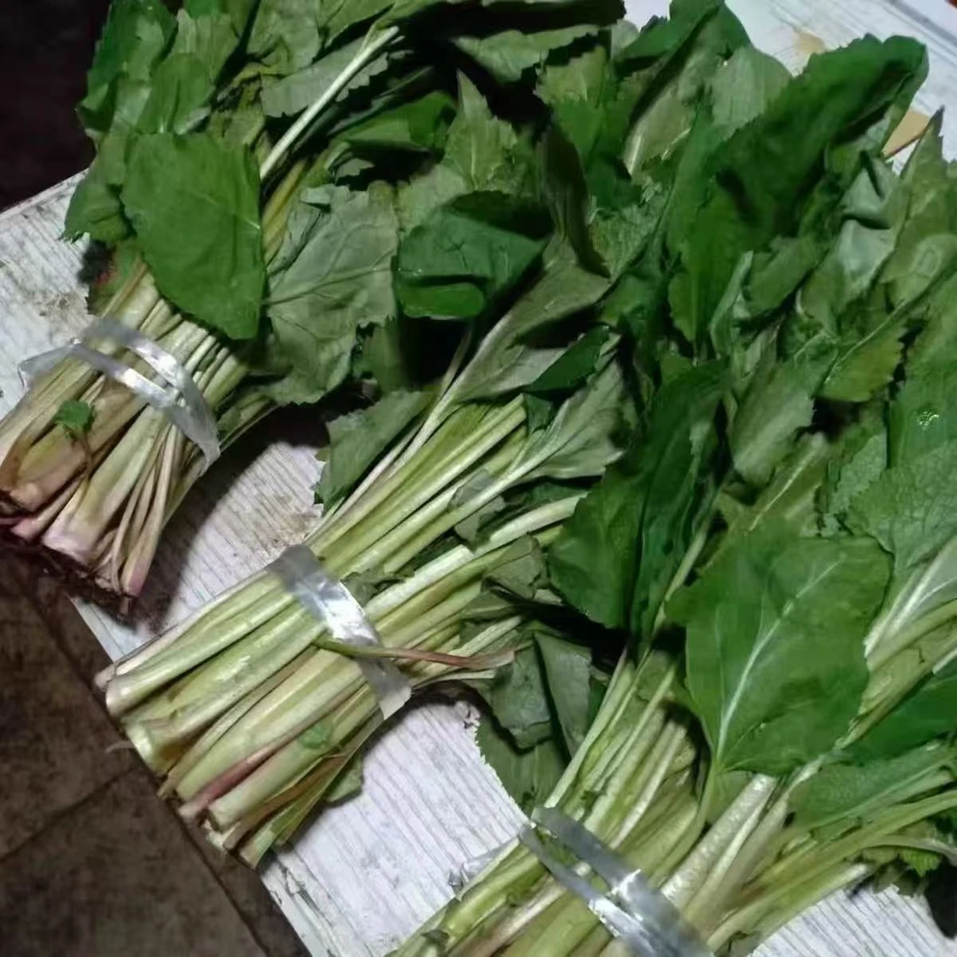 东北特产大耳毛山野菜新鲜山野菜顺丰包邮